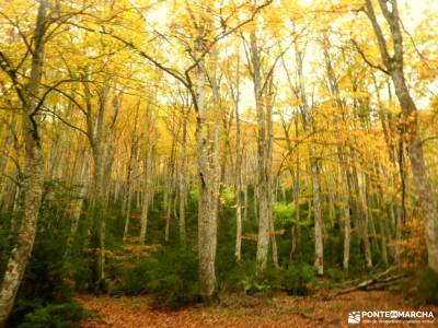 Hayedos Rioja Alavesa-Sierra de Toloño;senderismo en huelva grupo senderista ruta senderismo cercedi